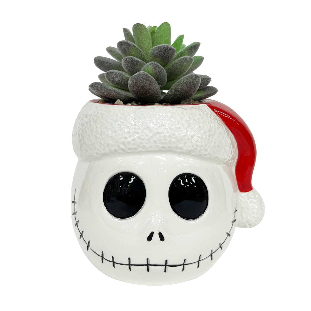 Tim Burton's Nightmare Before Christmas - Jack Holiday Succulent