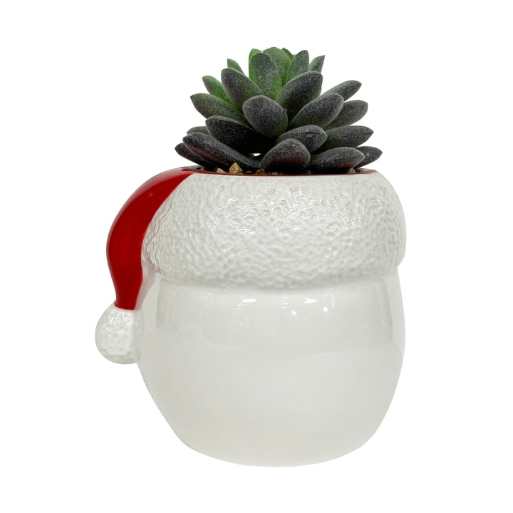 Tim Burton's Nightmare Before Christmas - Jack Holiday Succulent
