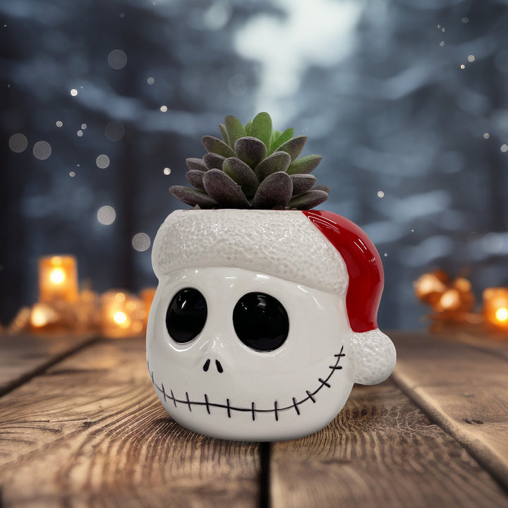 Tim Burton's Nightmare Before Christmas - Jack Holiday Succulent