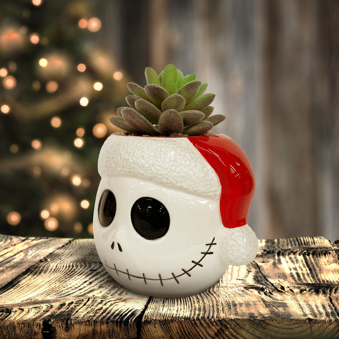 Tim Burton's Nightmare Before Christmas - Jack Holiday Succulent