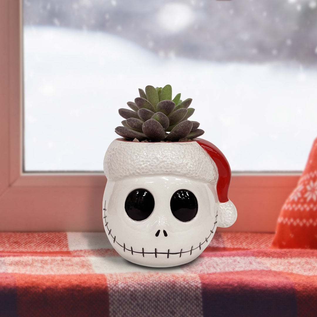 Tim Burton's Nightmare Before Christmas - Jack Holiday Succulent