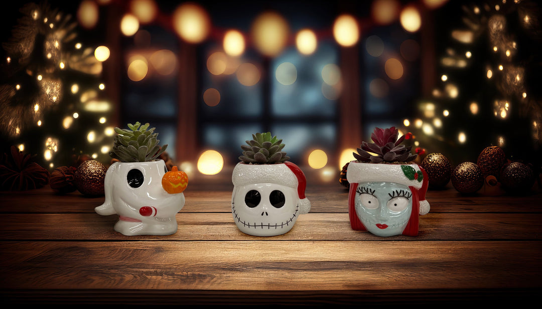 Tim Burton's Nightmare Before Christmas - Jack Holiday Succulent