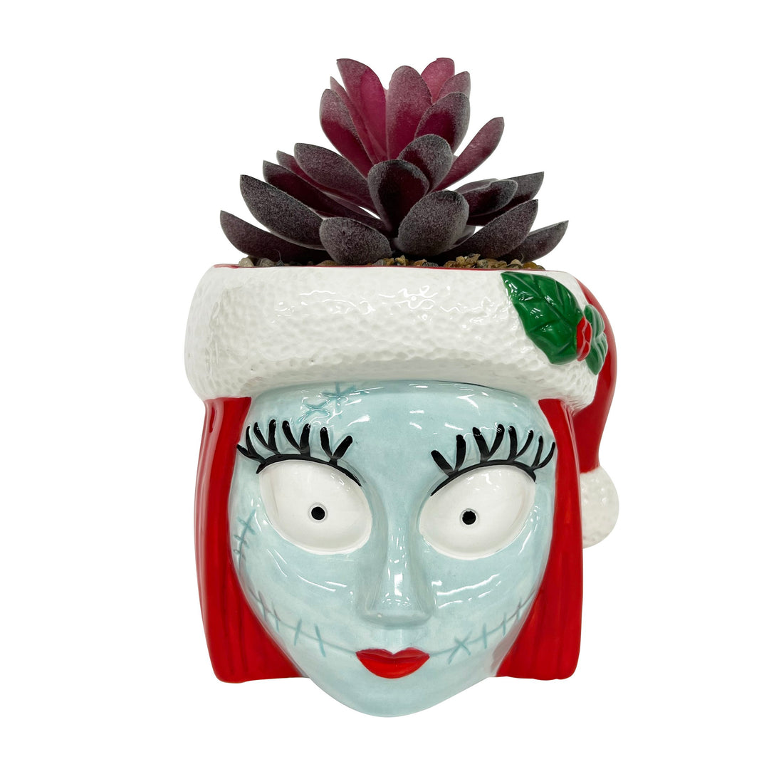 Sally Holiday Succulent