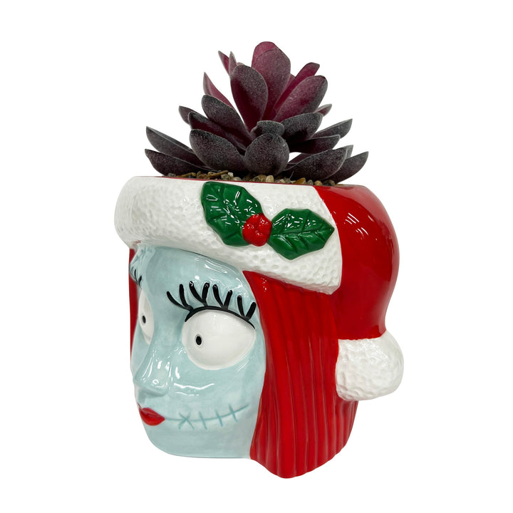 Sally Holiday Succulent