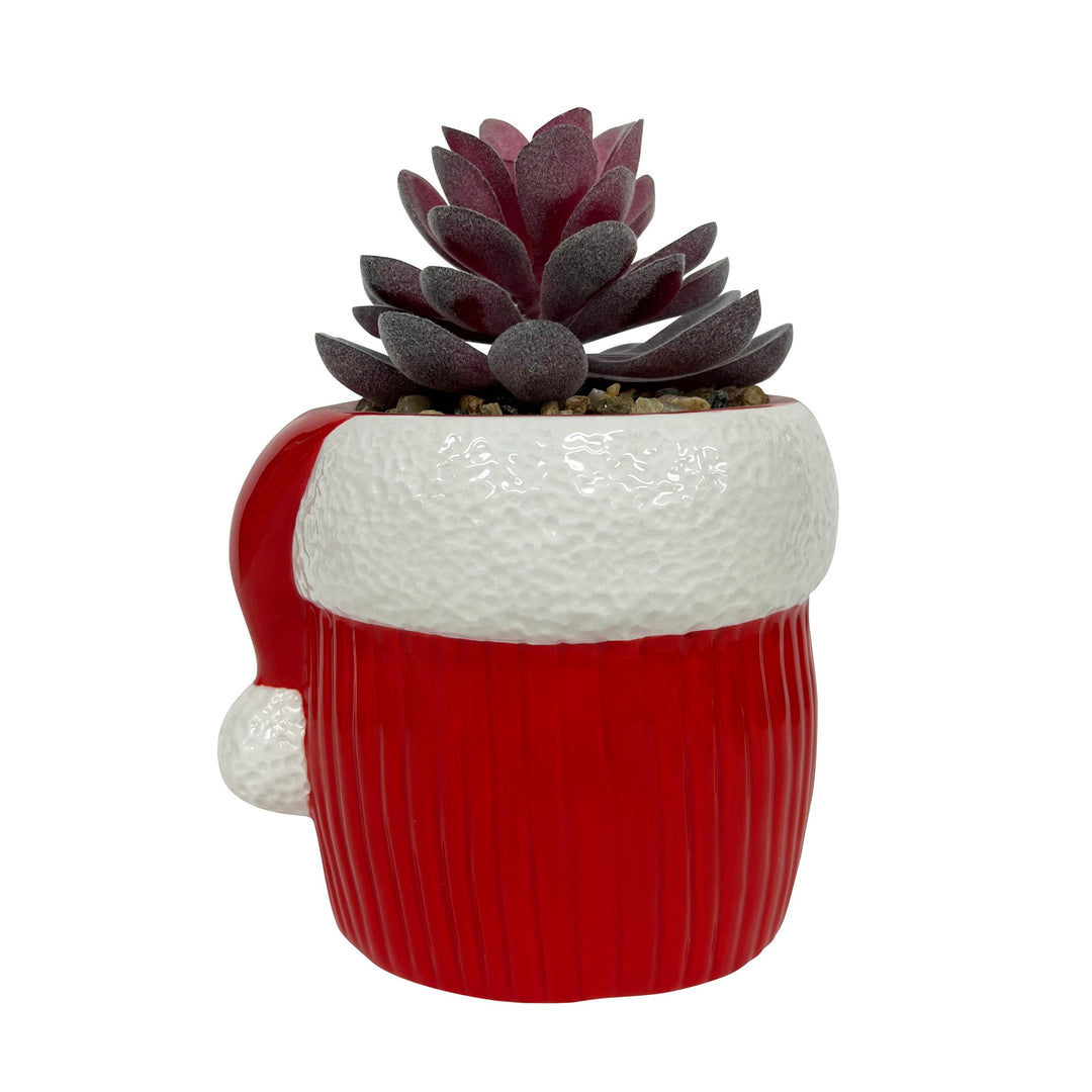 Sally Holiday Succulent