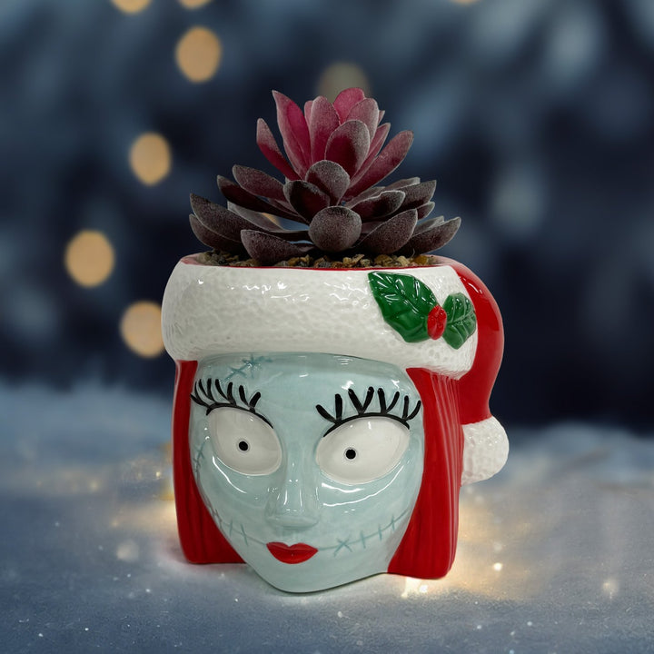 Sally Holiday Succulent