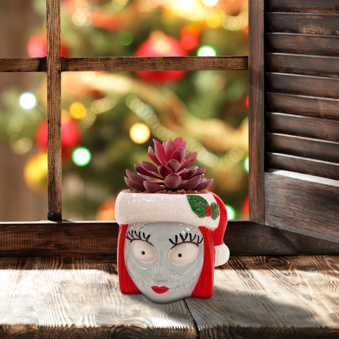 Sally Holiday Succulent