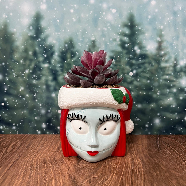 Sally Holiday Succulent
