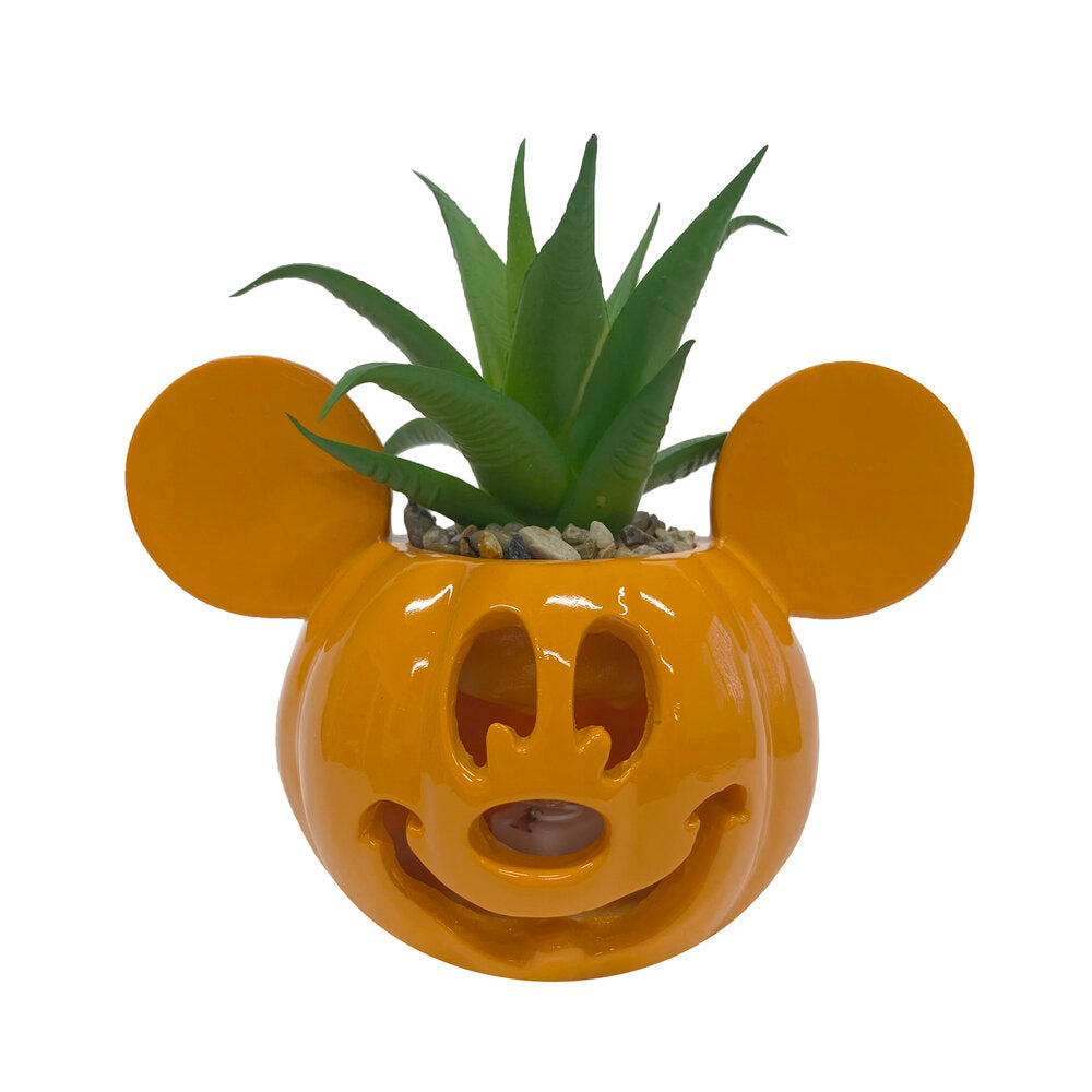 Mickey Light-Up Jack-O-Lantern Succulent