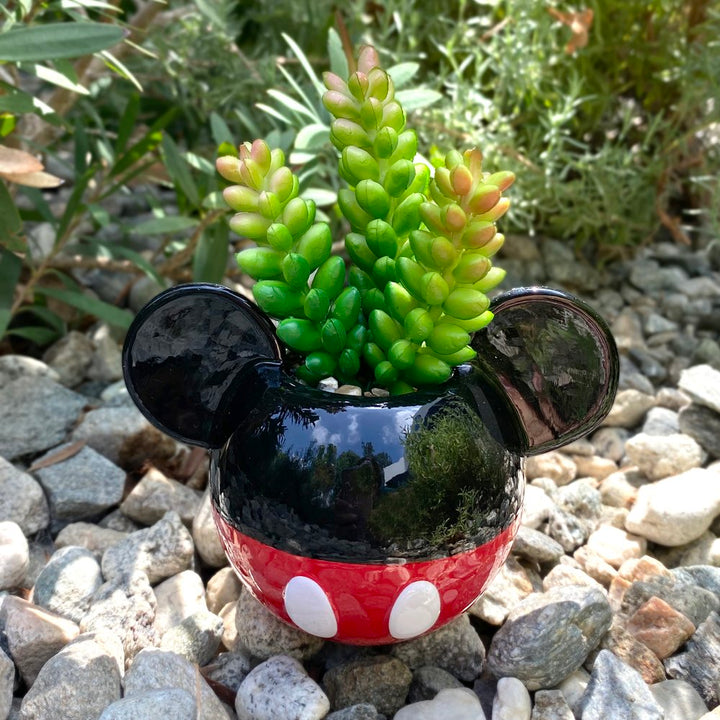 Mickey & Minnie Classic Succulent Set (2 Pieces Set)