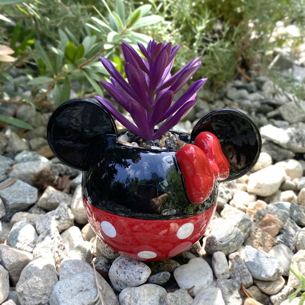 Mickey & Minnie Classic Succulent Set (2 Pieces Set)