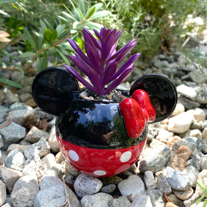 Mickey & Minnie Classic Succulent Set (2 Pieces Set)